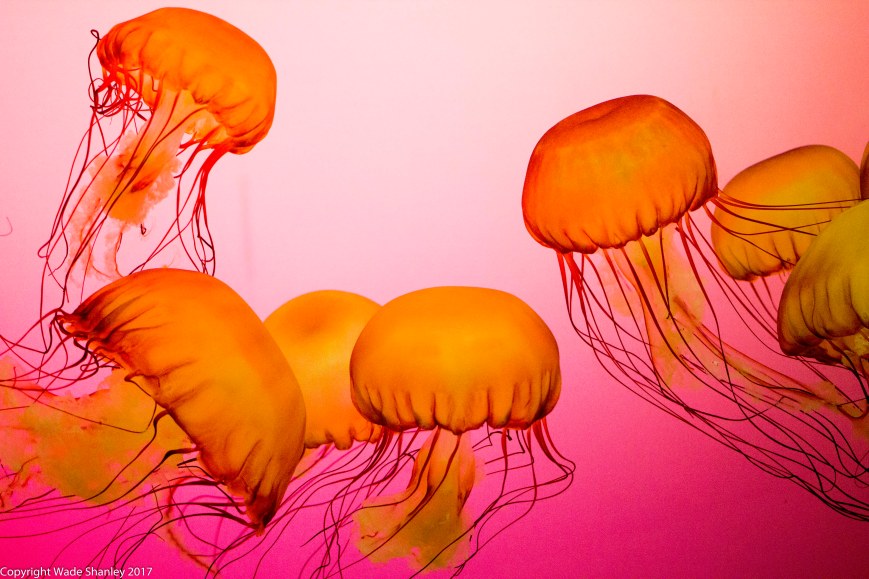 Shed Aquarium Chicago 2013