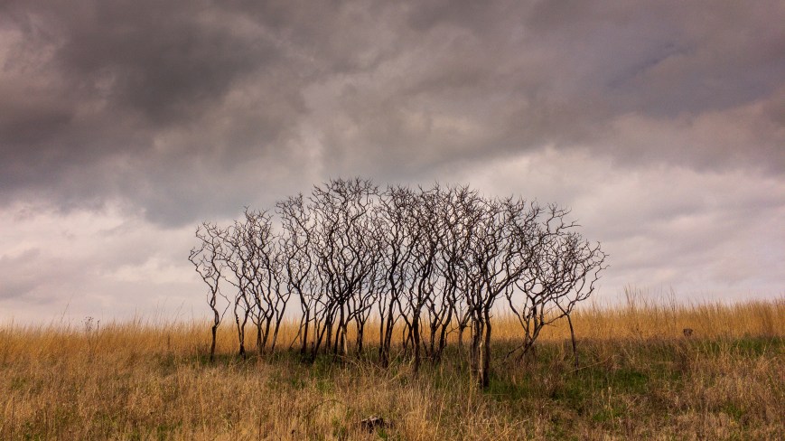 Smartphone or DSLR Photography?